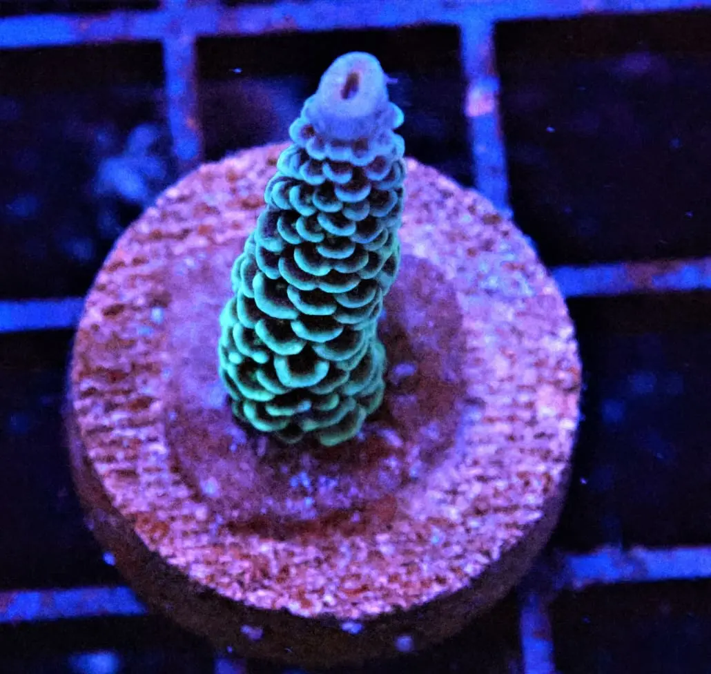 Monsters Inc Acropora Coral for sale