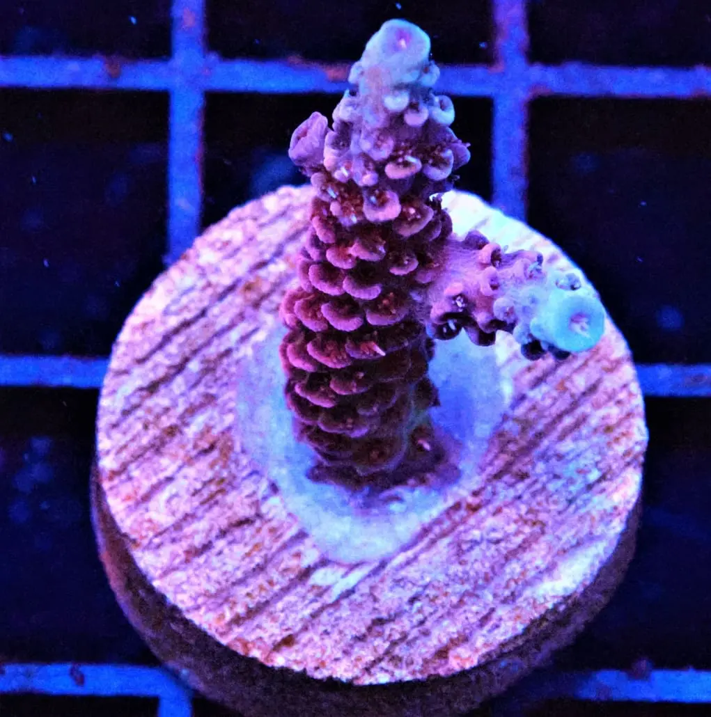 blue raspberry acropora coral