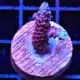 blue raspberry acropora coral