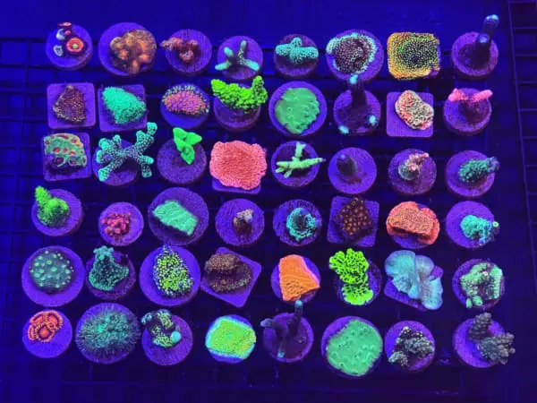 Cultured Coral Frag Pack