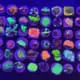 Cultured Coral Frag Pack