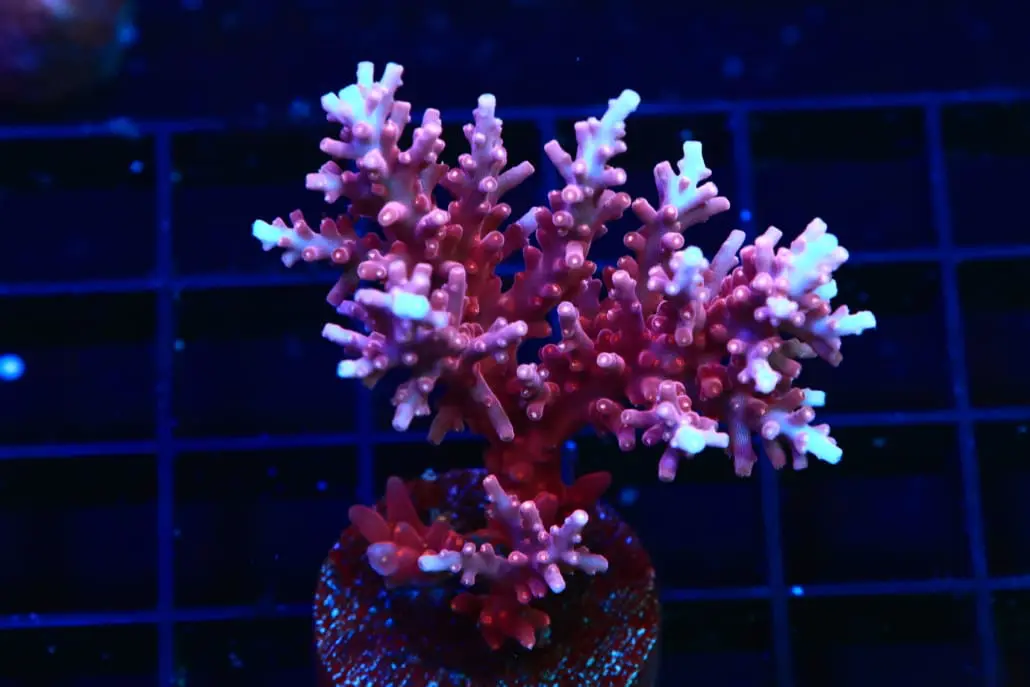 Dragon acropora coral for sale