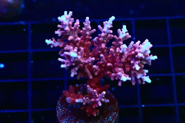 Dragon acropora for sale