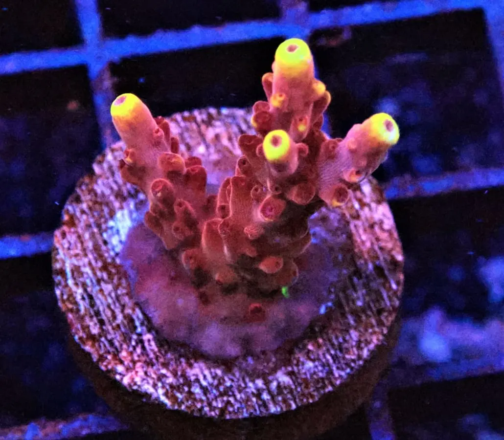 fox flame acropora coral for sale