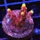 fox flame acropora coral for sale
