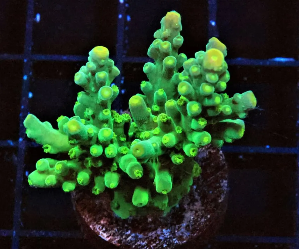 kermit the frog acropora coral for sale