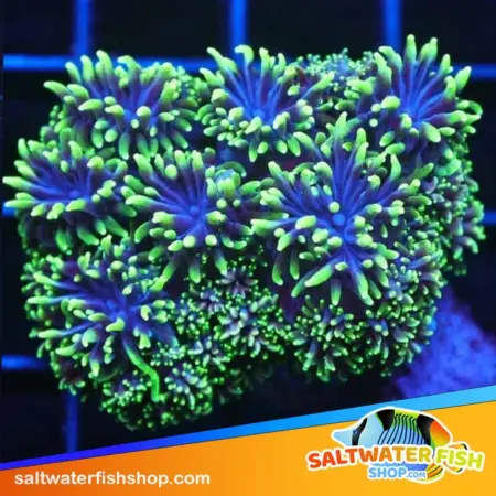 Night Walker Galaxea for sale