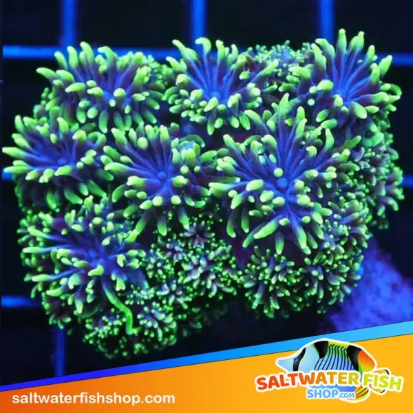 Night Walker Galaxea for sale