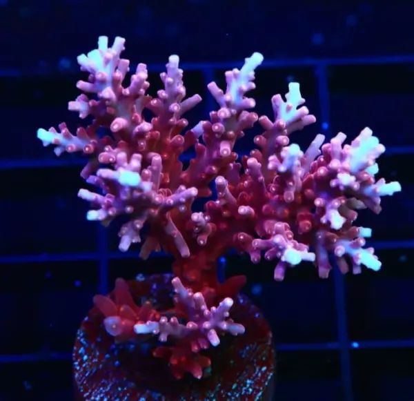 Dragon acropora coral