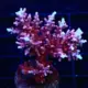 Dragon acropora coral