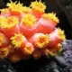 Sun polyp coral for sale