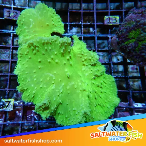 neon green leather coral for sale