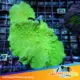neon green leather coral for sale