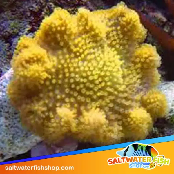 yellow leather coral for sale