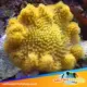 yellow leather coral for sale