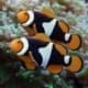 black onyx percula clownfish for sale