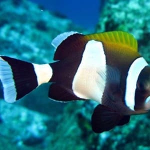 latezonatus clownfish for sale