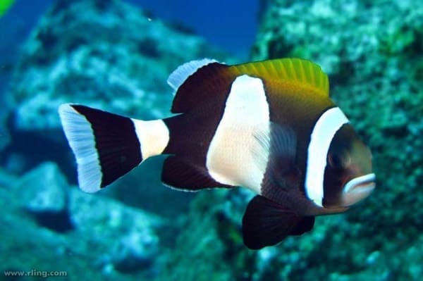 latezonatus clownfish for sale