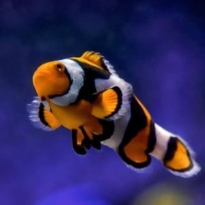 picasso percula clownfish for sale