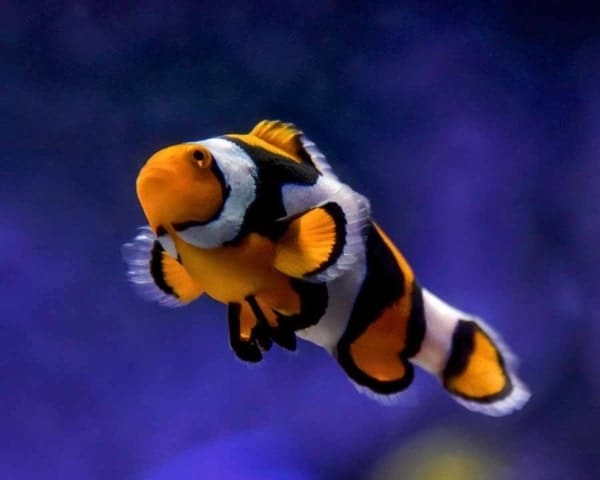 picasso percula clownfish for sale