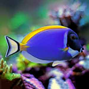 salt water fish for sale online