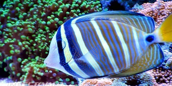 tangs for sale