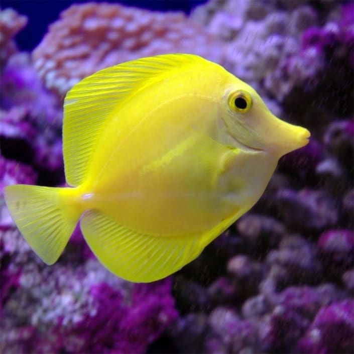 yellow tang for sale