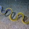 Blue Ribbon Eel for sale