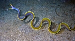 Blue Ribbon Eel for sale