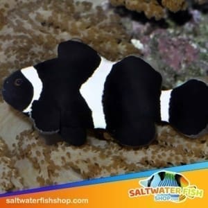 black and white clownfish