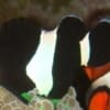 black and white ocellaris clownfish