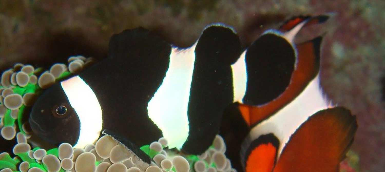 black and white clownfish