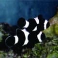 black clownfish