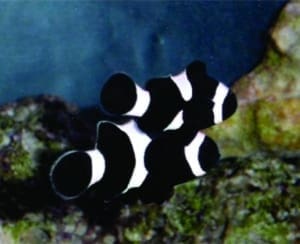 black clownfish