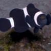 black clownfish