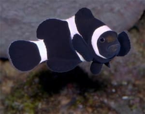 black clownfish