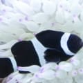 black clownfish for sale