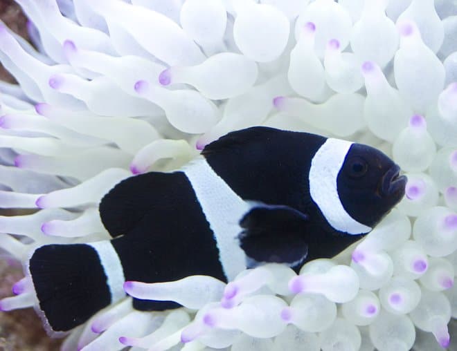 black clownfish for sale