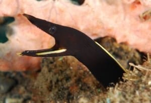 black ribbon eel for sale