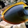 Blonde Naso Tang for sale