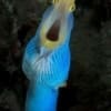 blue ribbon eel