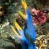 blue ribbon eels