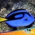 blue tang for sale