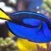 blue tang