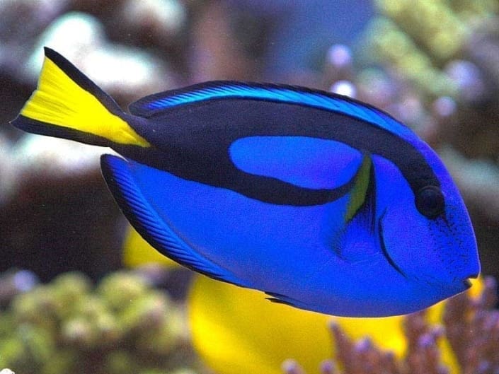 blue tang