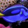 blue tang fish for sale