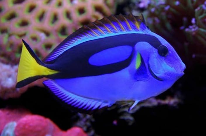 blue tang fish for sale