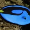 blue tangs