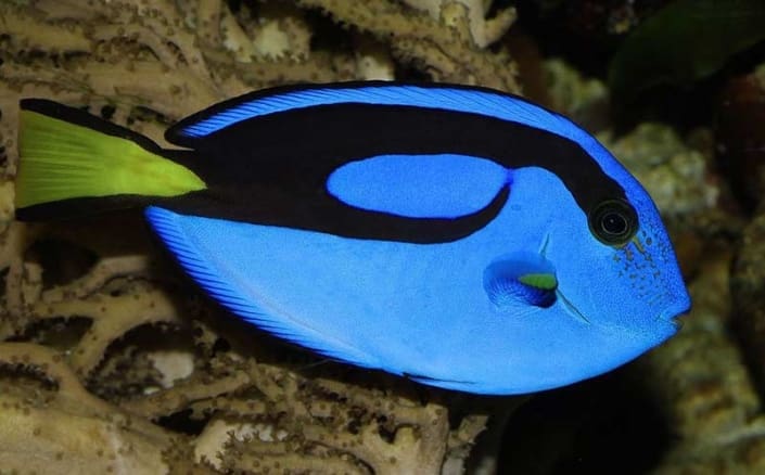 blue tangs