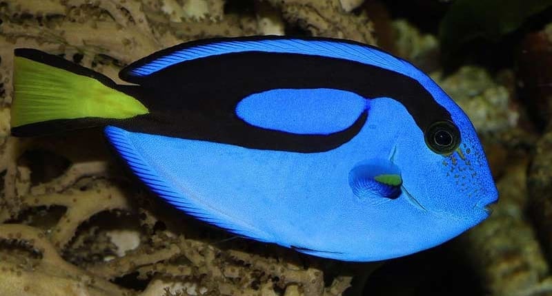 blue tang for sale